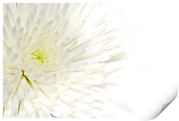 Chrysanthemum Print by Kevin Tate