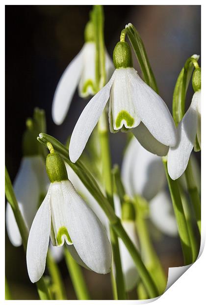 Snowdrops Print by Kevin Tate