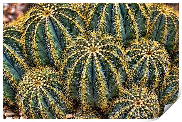 Cactus Print by Kevin Tate