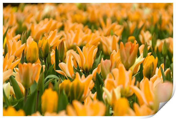 Yellow Tulips Print by Kevin Tate