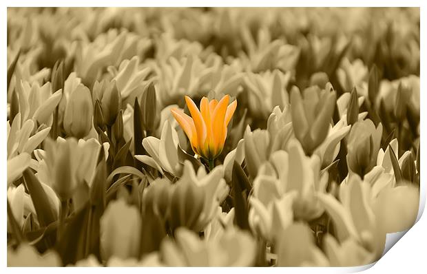 Yellow Tulips Isolation Print by Kevin Tate