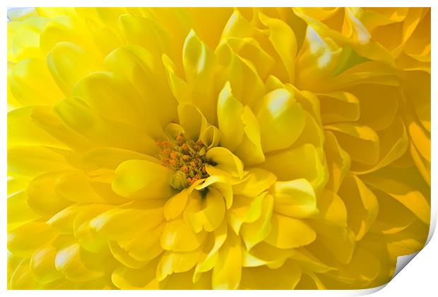 Yellow Dahlia Bloom Print by Kevin Tate