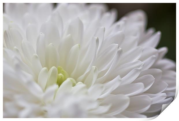 White Dahlia Flower Print by Kevin Tate