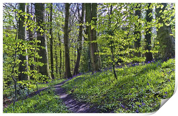 Bluebell Path Print by Kevin Tate