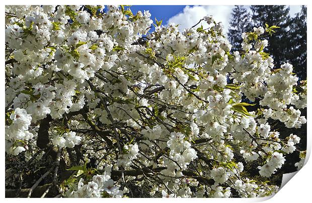 White Cherry Blossom Print by Kevin Tate