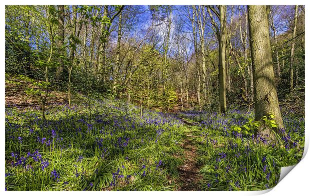 Bluebell woodland Print by Kevin Tate