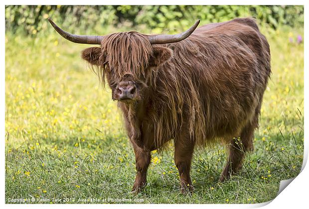 Highland Cow Print by Kevin Tate