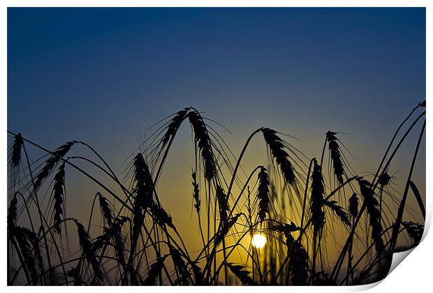 Wheat Sunrise Print by Kevin Tate