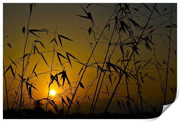 Yellow sunrise silhouette Print by Kevin Tate
