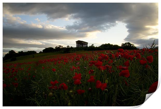 penshaw monument poppy field. Print by Northeast Images