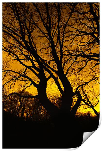 tree silhouette Print by Northeast Images