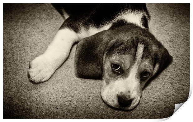beagle puppy Print by Northeast Images