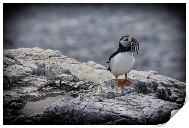 puffin Print by Northeast Images