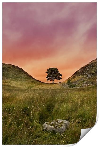 Sycamore Gap Print by Northeast Images