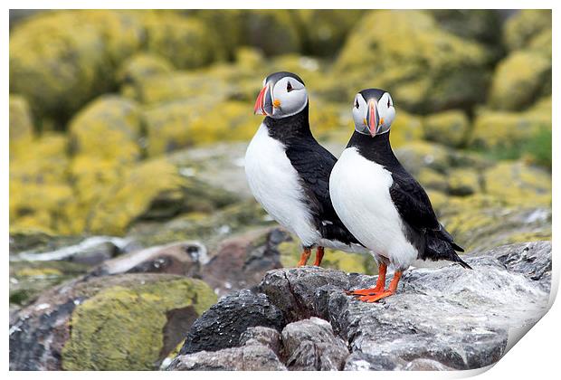 puffins Print by Northeast Images