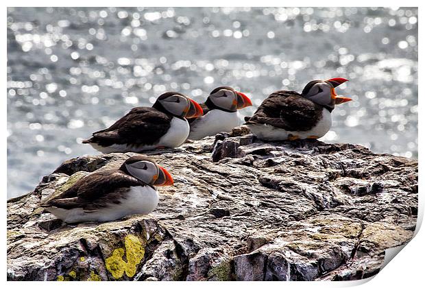 puffins Print by Northeast Images