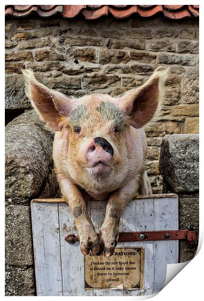  Piggin` Poser Print by Northeast Images
