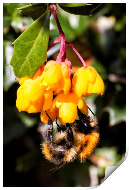 flower and bee Print by Northeast Images