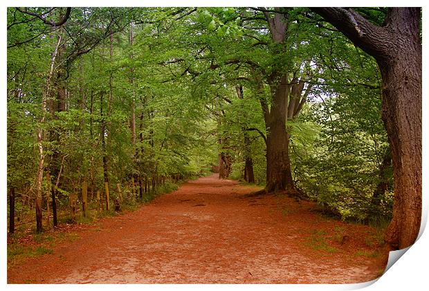 riverside track Print by Northeast Images