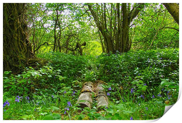 bluebell woods Print by Northeast Images