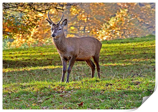 Young Red Deer Stag Print by Trevor Kersley RIP