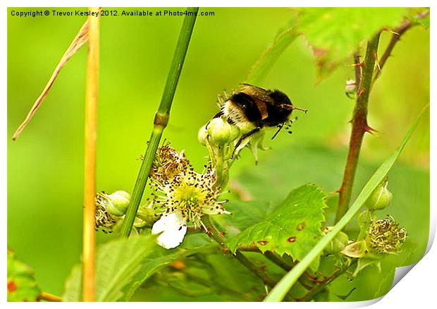 Bumble Bee Print by Trevor Kersley RIP