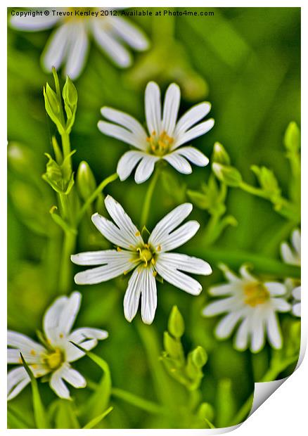 Wild Flowers - Stitchwort Print by Trevor Kersley RIP