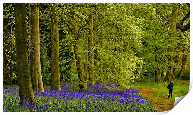 Bluebell Wood Print by Trevor Kersley RIP