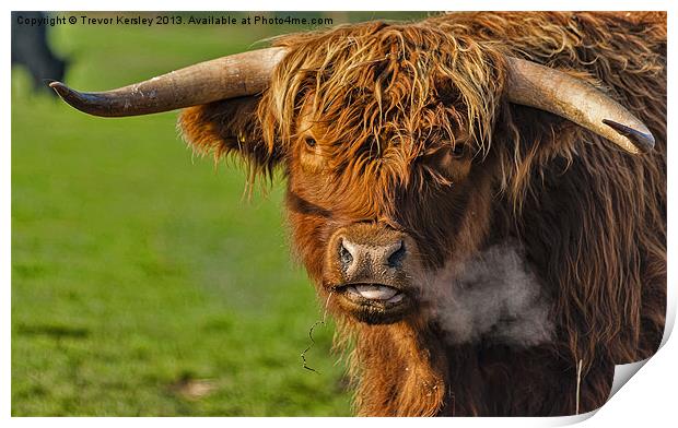 Highland Coo Print by Trevor Kersley RIP