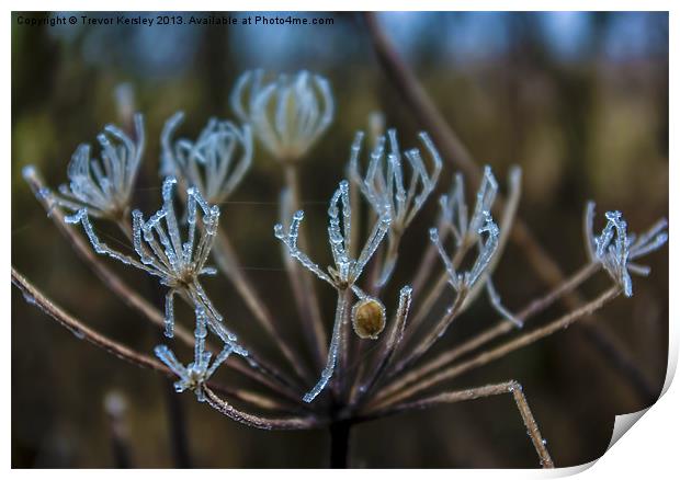 Crystal Flower Print by Trevor Kersley RIP