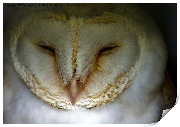 Barn Owl Print by Trevor Kersley RIP