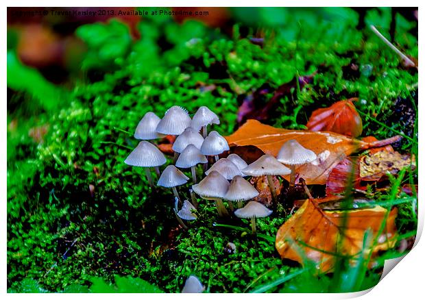 Autumn Fungi Print by Trevor Kersley RIP