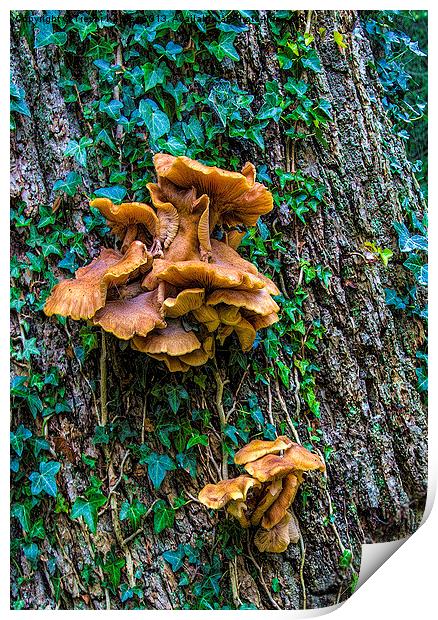 Fungi on the Tree Print by Trevor Kersley RIP