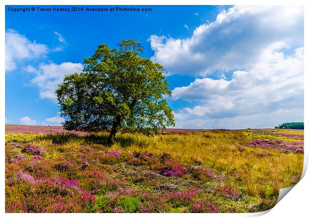 Heather North Yorks Moors Print by Trevor Kersley RIP