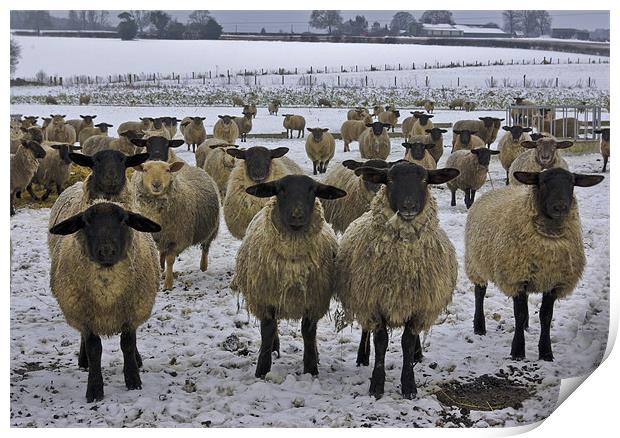 Winter Sheep Print by Trevor Kersley RIP