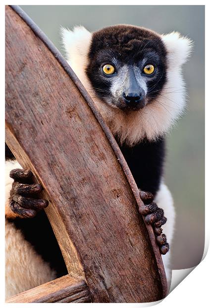 Black And White Ruffed Lemur Print by Jason Connolly