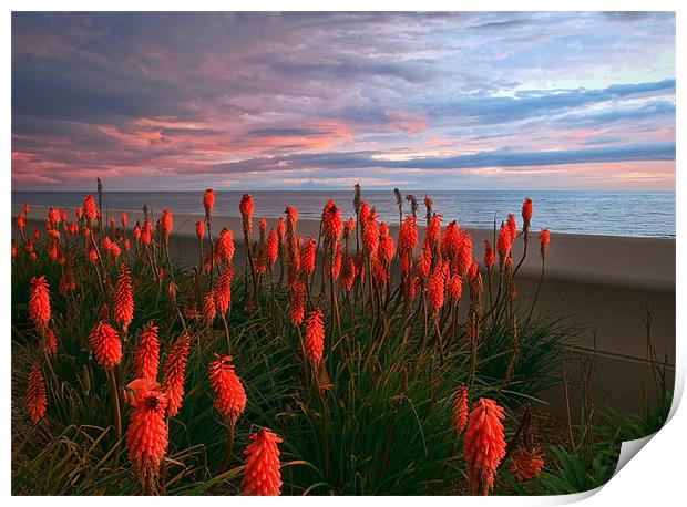Red Hot Pokers Print by Jason Connolly