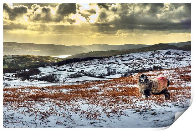 Coniston Sheep Print by Jason Connolly