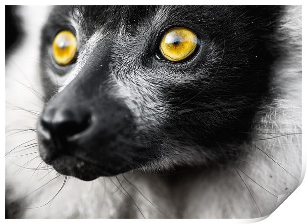 Ruffed Lemur Print by Jason Connolly