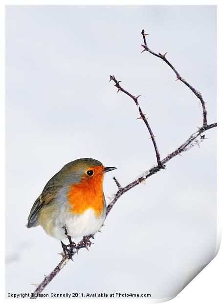 Winter Robin Print by Jason Connolly