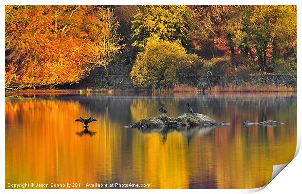 The Rydalwater Cormorants Print by Jason Connolly
