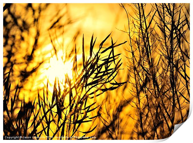 Sunset Through The Reeds Print by Jason Connolly