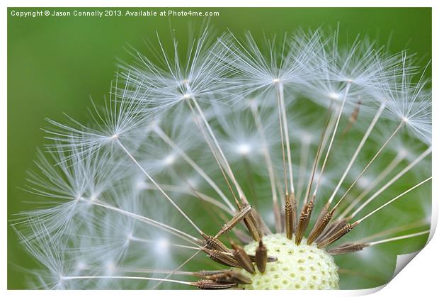 Dandy Seeds Print by Jason Connolly