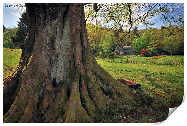 Old Cumbrian Tree Print by Jason Connolly