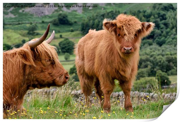 Highland Cattle Print by Jason Connolly
