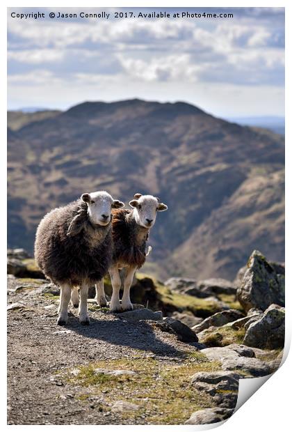 The Langdale Herdies Print by Jason Connolly