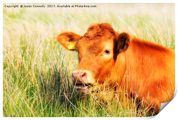 Cumbrian Cow.. Print by Jason Connolly