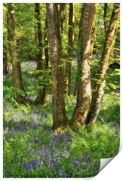 Bluebell wood, Caldervale Print by Jason Connolly