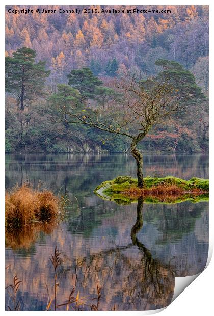 Rydalwater Tree Print by Jason Connolly