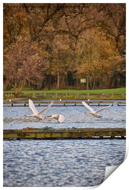 Swans At Stanley Park Print by Jason Connolly